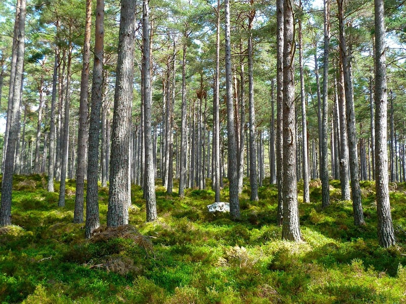 Bohemian Woodland Touches