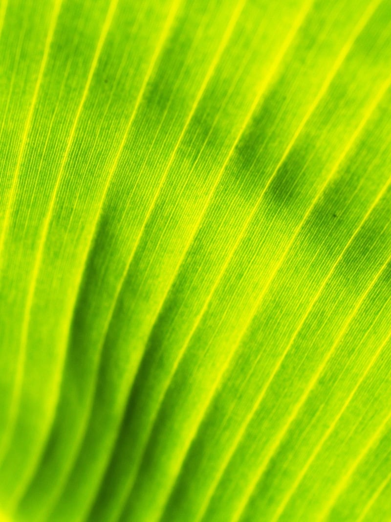 Natural Greenery Elements