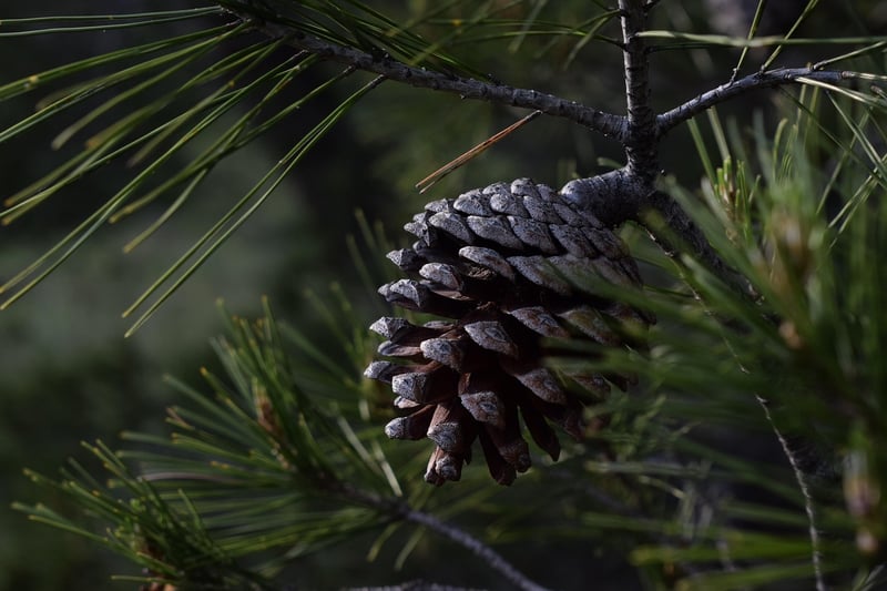 Pine Cones